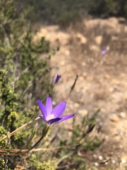 Brodiaea filifolia
