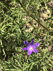 Brodiaea filifolia