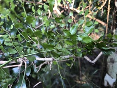 Capparis sarmentosa