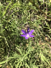 Brodiaea filifolia
