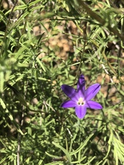 Brodiaea filifolia