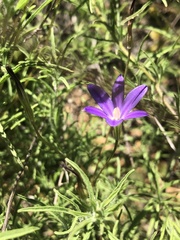 Brodiaea filifolia