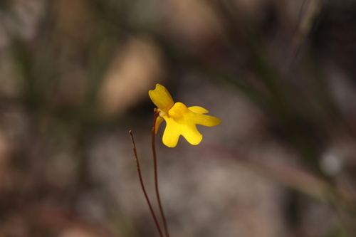 Image of Utricularia chrysantha by (c) Hugo Innes, some rights reserved (CC BY)