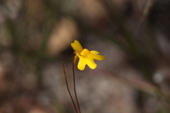 Utricularia chrysantha