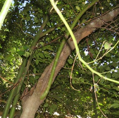 Cassinopsis tinifolia