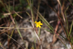 Utricularia chrysantha