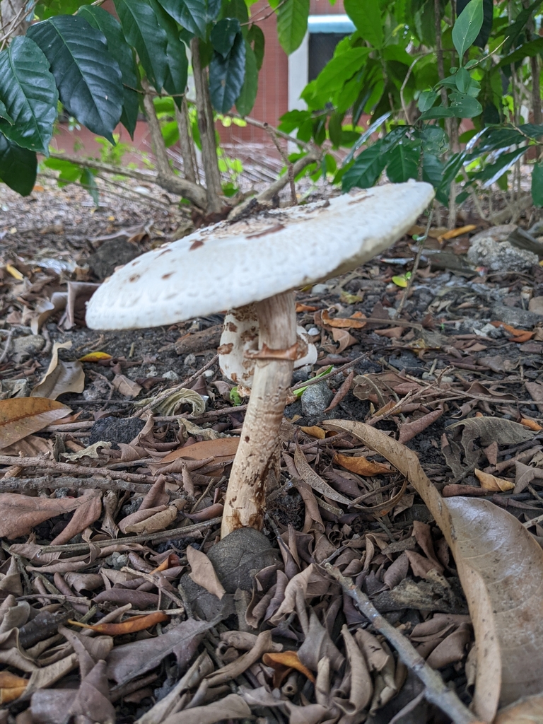 Chlorophyllum molybdites · June 2022 · photo: © raingel (iNaturalist, cc-by)