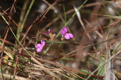Stylidium austrocapense