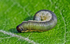 Euura longiserra