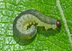 Euura longiserra