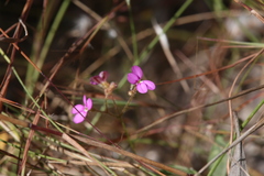 Stylidium austrocapense
