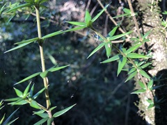 Alyxia ruscifolia