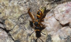 Ancistrocerus lineativentris