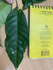 Glycosmis trifoliata