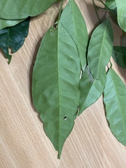 Glycosmis trifoliata