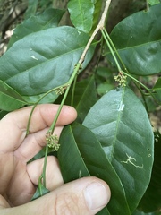 Glycosmis trifoliata