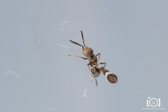 Tetracnemus