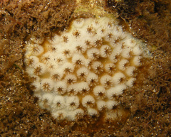 Cyphastrea ocellina