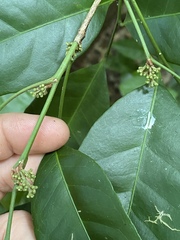Glycosmis trifoliata