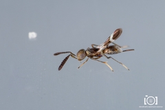 Tetracnemus