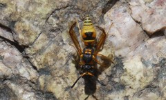 Ancistrocerus lineativentris