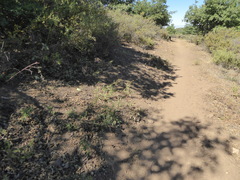 Helianthus gracilentus