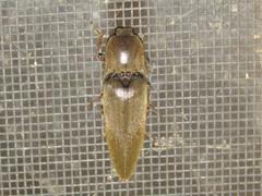 Orthostethus infuscatus