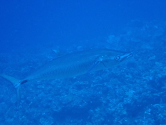 Scomberomorus commerson