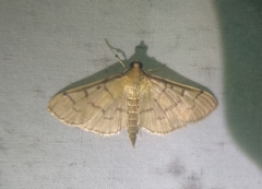 Herpetogramma theseusalis