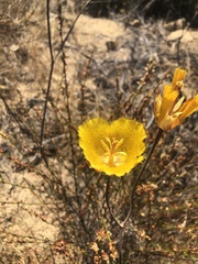 Calochortus weedii weedii