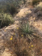 Calochortus weedii weedii