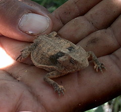 Phrynosoma taurus