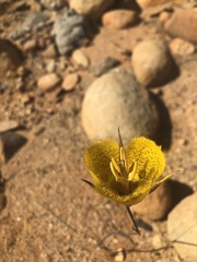 Calochortus weedii weedii