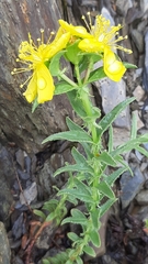 Hypericum orientale