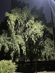 Putranjiva roxburghii