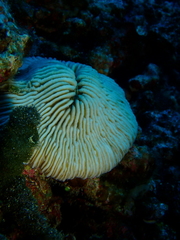 Pleuractis granulosa