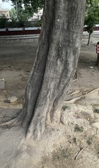 Putranjiva roxburghii