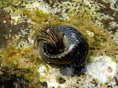 Clibanarius taeniatus