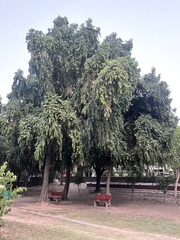 Putranjiva roxburghii