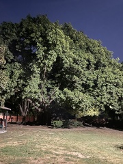 Ficus elastica