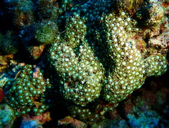 Tubiporidae