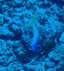 Hoplolatilus starcki