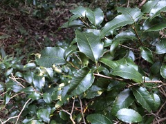 Excoecaria dallachyana