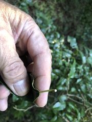 Excoecaria dallachyana