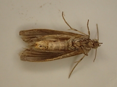 Cadra cautella
