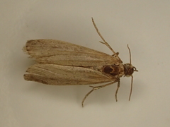 Cadra cautella
