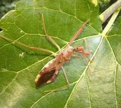 Epidaus tuberosus