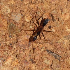 Leptomyrmex rothneyi