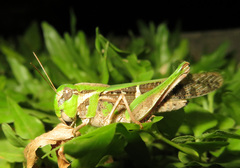 Gastrimargus marmoratus