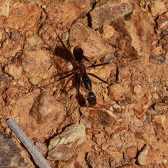 Leptomyrmex rothneyi
